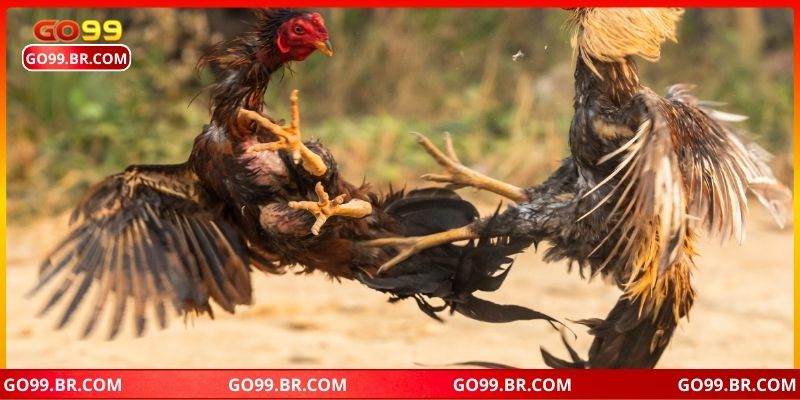 Hình thức chọi kê thú vị